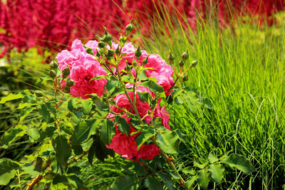 Close-up of pink flowers blooming in field