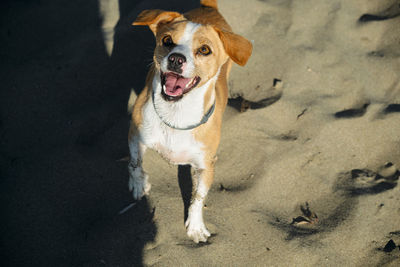 High angle portrait of dog standing on land