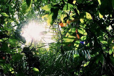 Low angle view of sunlight streaming through tree
