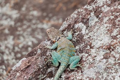 Close-up of lizard on rock