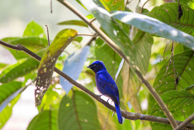 Close-up of bird perching on tree