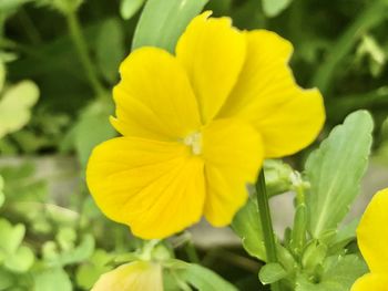 Close-up of yellow flowering plant