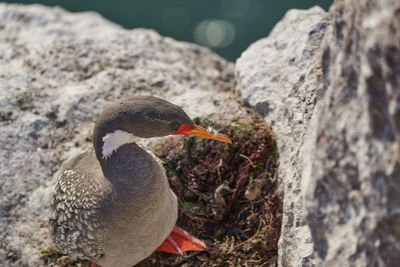 Phalacrocorax gaimardi is a red legged cormorant with hypnotic blue sprinkled eyes, puerto deseado