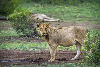 Lionesses standing on land
