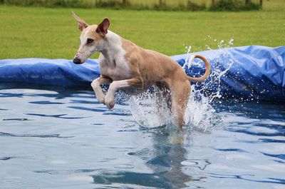 Full length of hand holding dog in water