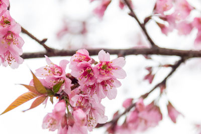Close-up of pink cherry blossoms in spring