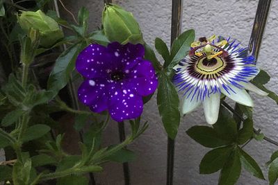 Close-up of purple flowers blooming outdoors