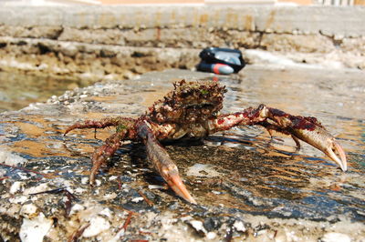 Close-up of crab on beach