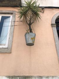 Low angle view of potted plant against building