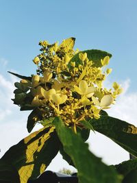 Low angle view of yellow flowering plant against sky