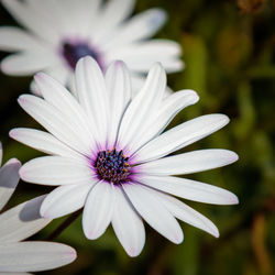 Close-up of white flower