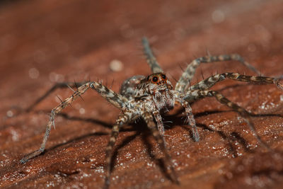 Spider, lycosidae on the rock, wolf spiders are members of the family lycosidae.