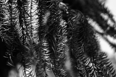 Full frame shot of succulent plants