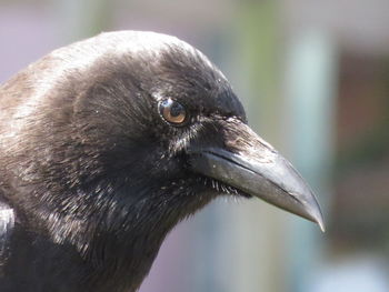 Close-up of an animal