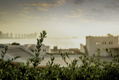 Close-up of plants against sky