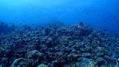 View of fish swimming underwater