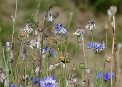 Close-up of purple flowering plants on field