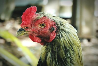 Close-up of hen at farm