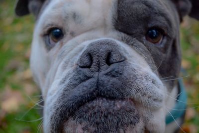 Close-up portrait of dog