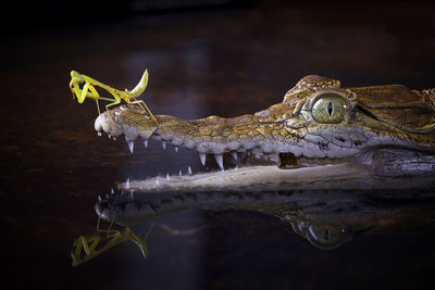 Close-up of insect on alligator in lake