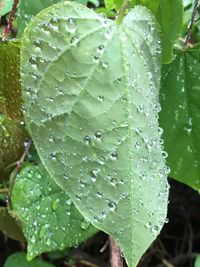 Close-up of wet plant