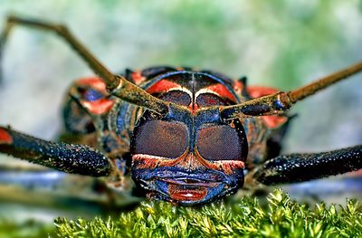 Close-up of insect on leaf