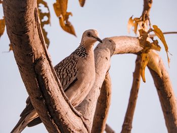 Low angle view of bird perching on tree