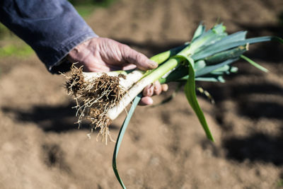 Close-up of man holding plant