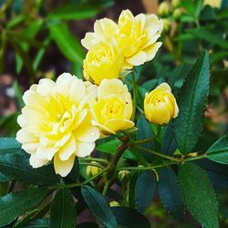 Close-up of yellow flowers blooming outdoors