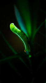 Close-up of green leaf against black background