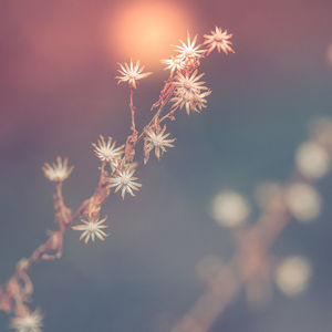 Close-up of illuminated plant against sky during winter