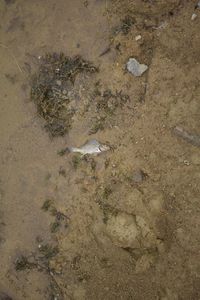 High angle view of an animal on beach