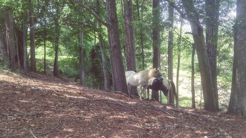 Dog standing amidst trees in forest
