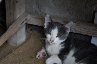 High angle portrait of cat relaxing on floor