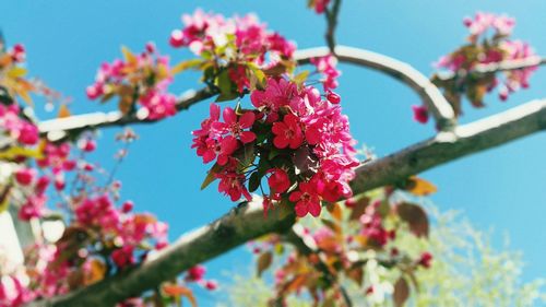 Low angle view of bougainvillea blooming on tree against sky