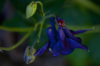 Close-up of wilted flower on plant