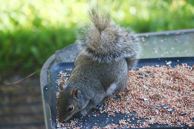 Close-up of squirrel on metal