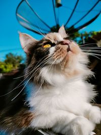 Close-up of cat looking up