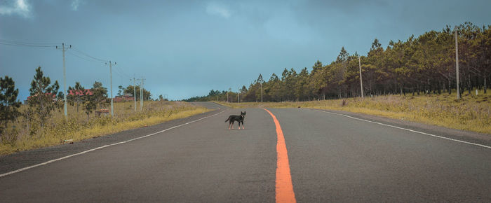 Road amidst trees against sky