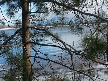 Bare tree in lake against sky