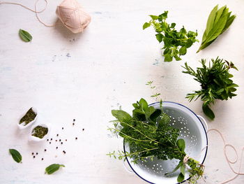 High angle view of potted plant on table