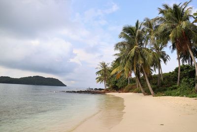 Palm trees on beach against sky