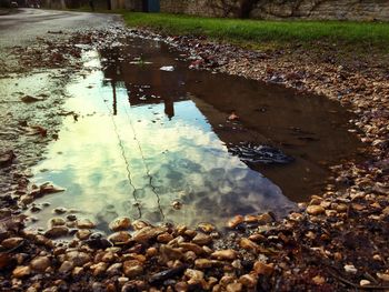 Reflection of trees in puddle