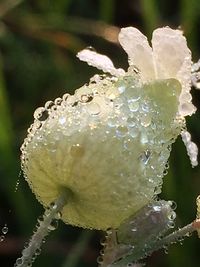 Macro shot of water drops on rose