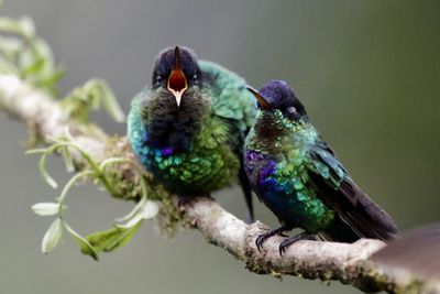 Close-up of bird perching on tree