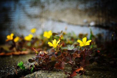 Close-up of yellow flowering plant on field