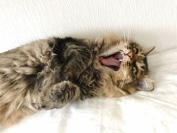 Close-up of cat lying on floor