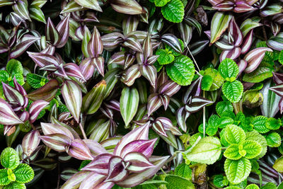 Full frame shot of purple flowering plants