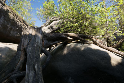 View of a tree trunk