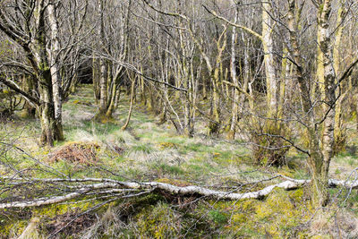 Trees in forest